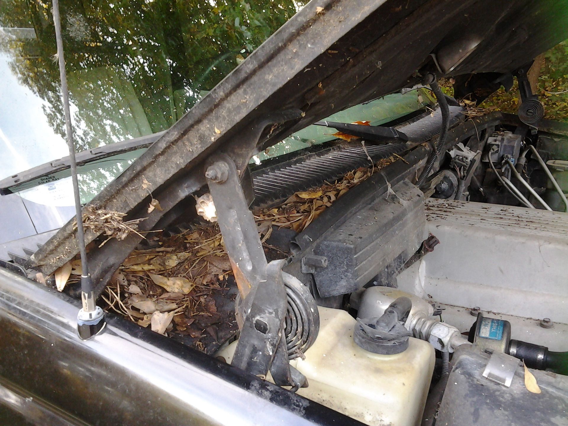 Full View