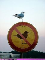 befarrer avatar